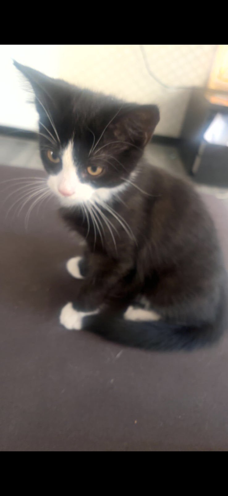 Twee schattige tuxedo kittens, Dieren en Toebehoren, 0 tot 2 jaar