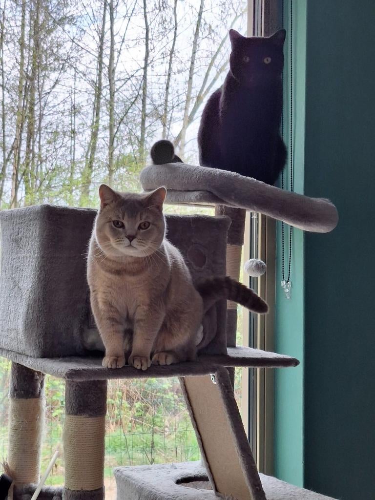 2 zeer sociale Britskorthaar katers te koop, Dieren en Toebehoren, Katten en Kittens | Raskatten | Korthaar, Kater, Gechipt, 0 tot 2 jaar