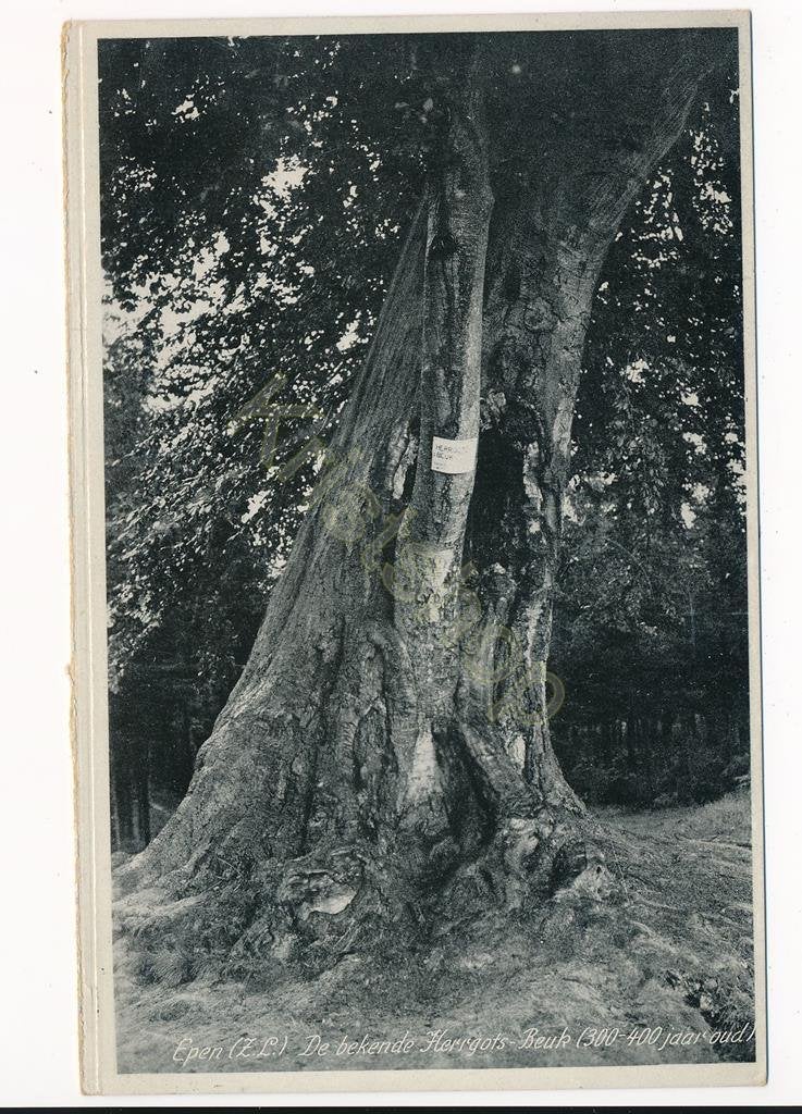 Epen - De bekende Herrgots-Beuk [003-6510, Verzamelen, Verzenden, 1960 tot 1980, Gelopen, Limburg