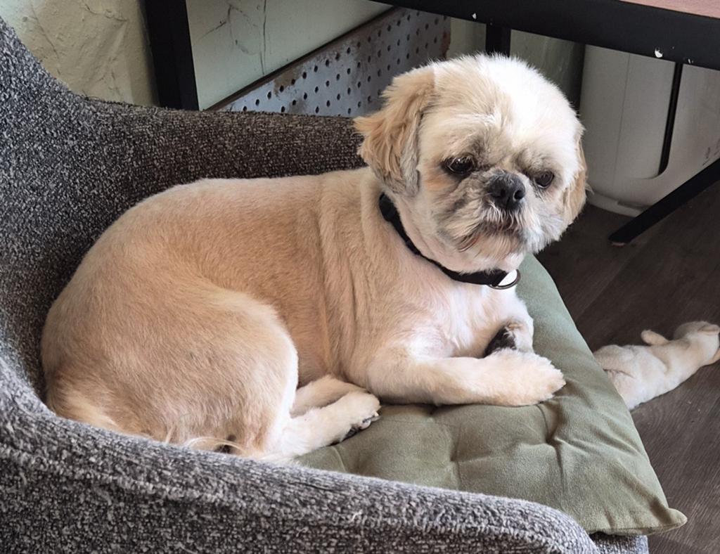 Prachtige en gezonde Shih Tzu dekreu. NIET te koop !!, Nederland, Parvo, Meerdere, Fokker | Professioneel