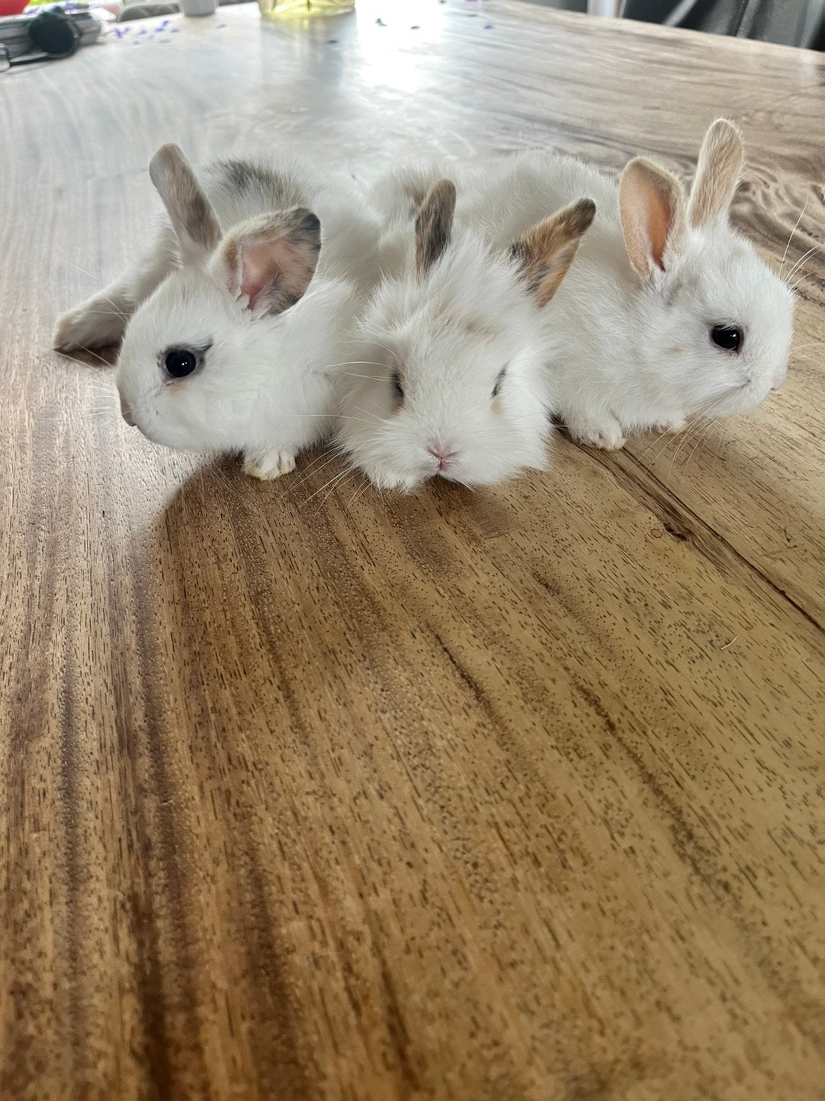 Baby konijnen te koop, Dieren en Toebehoren, Konijnen, Meerdere dieren, Dwerg, 0 tot 2 jaar