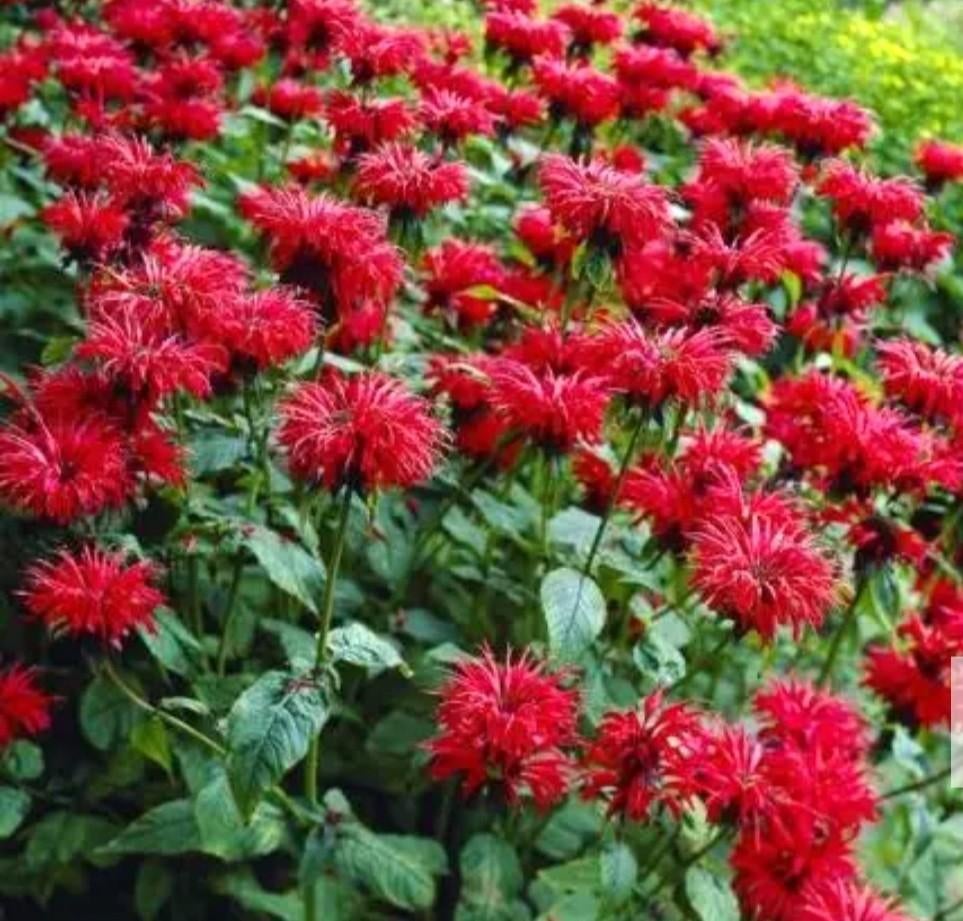 Bergamot planten, Ophalen, Overige soorten, Volle zon