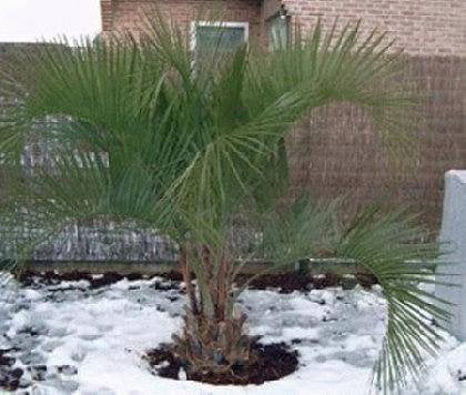 5 x Butia odorata palm boom zaden (verzenden kan ook), Ophalen, Gehele jaar, Volle zon, Zaad