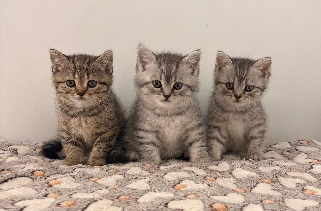3 Britse korthaar kittens, Meerdere dieren, 0 tot 2 jaar