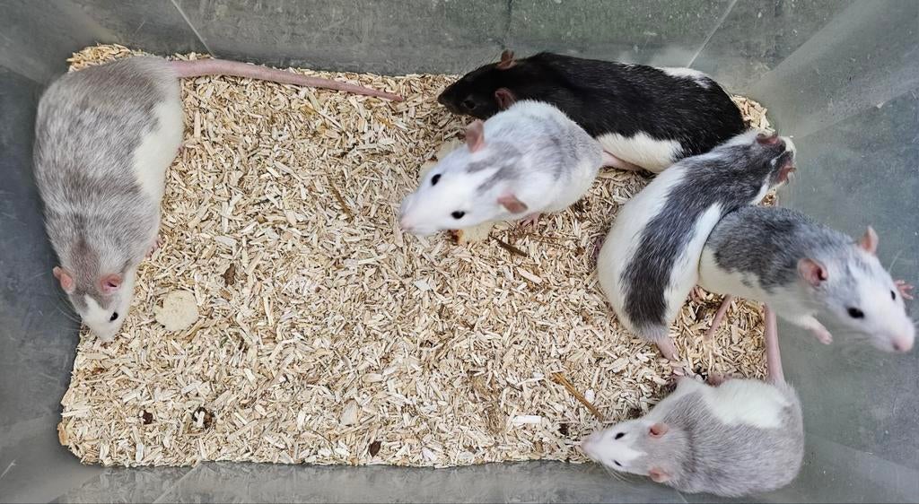 Mannelijke ratjes geboren 4-1-26, Dieren en Toebehoren, Knaagdieren, Januari, Mannelijk, Rat