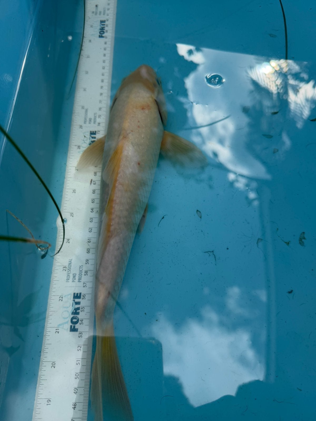 Kumonryu koi, Karper of Koi