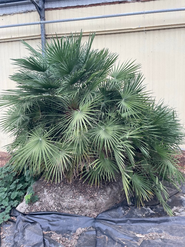 Europese Dwergpalm (Chamaerops humilis) - ca. 2 meter, Tuin en Terras, Volle zon, Vaste plant, Bloeit niet, Ophalen