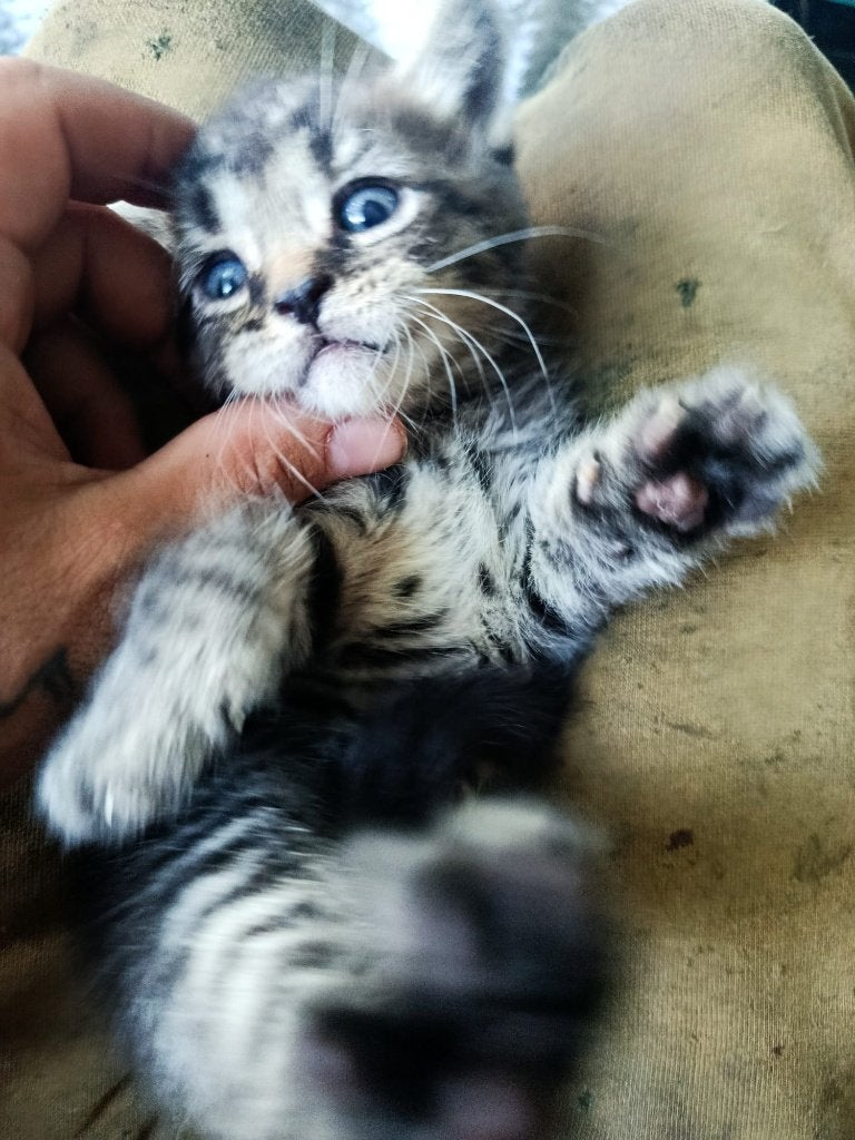 Britse korthaar x Maine coon kittens, Meerdere dieren, Ontwormd