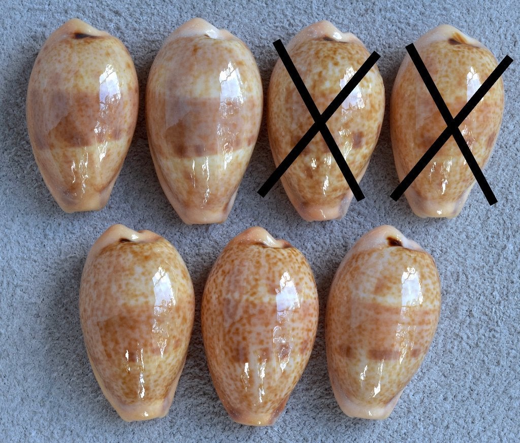 Schelpen: Cypraea bregeriana  20,6-25mm (Gem), Ophalen of Verzenden, Schelp(en)