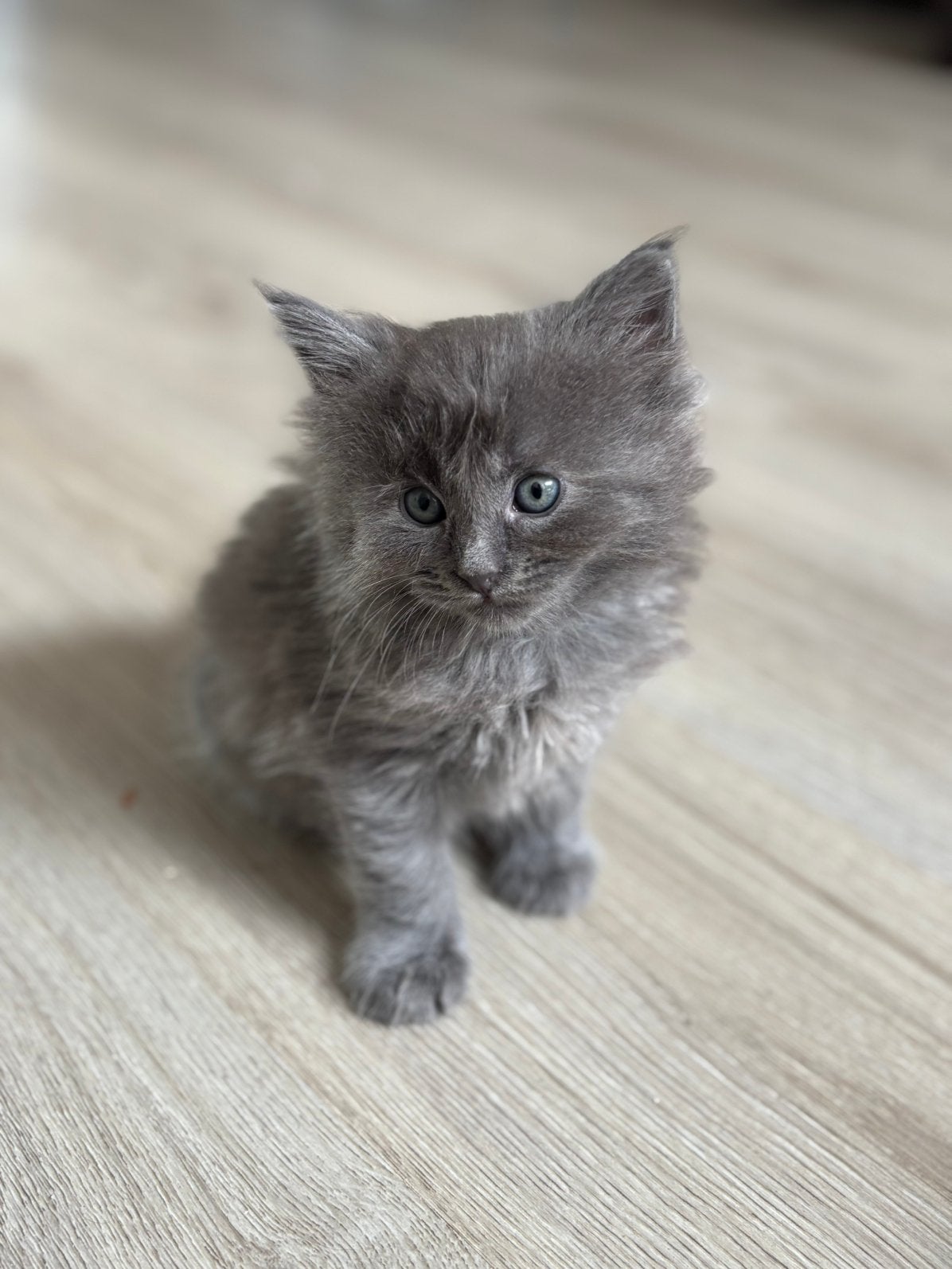 Ragdoll x maine coon kittens, Dieren en Toebehoren, Katten en Kittens | Raskatten | Langhaar, Meerdere dieren, Gechipt, 0 tot 2 jaar