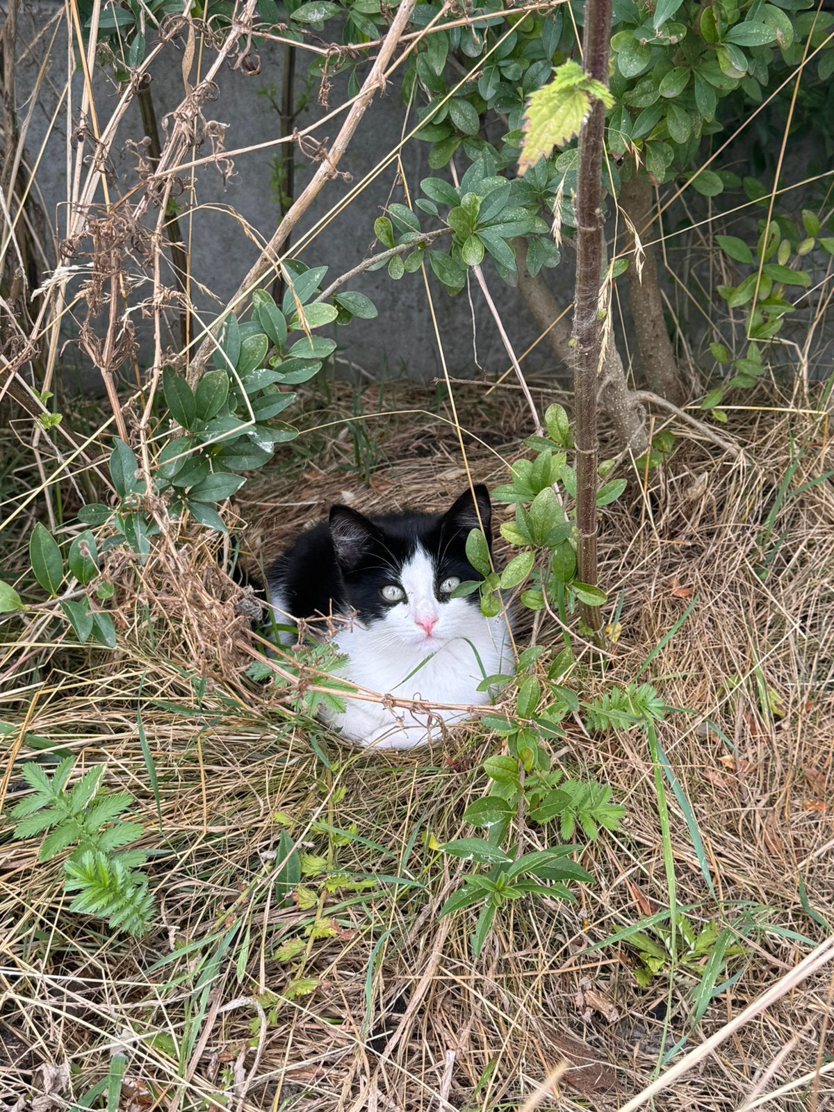 Lieve en sociale boerderijkittens, Meerdere dieren, Kortharig, 0 tot 2 jaar