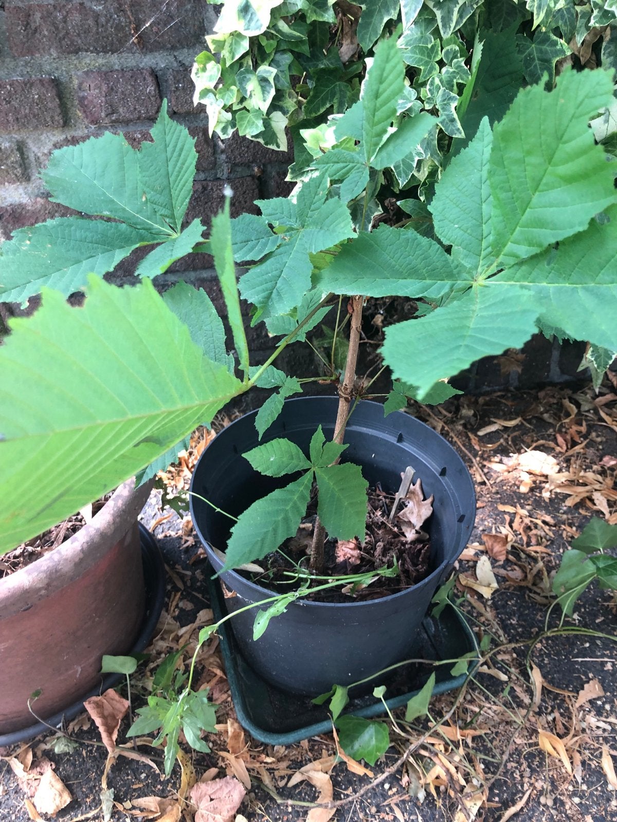 Kastanje in pot - klaar voor een nieuwe plek, Ophalen, In pot, Overige soorten, Minder dan 100 cm