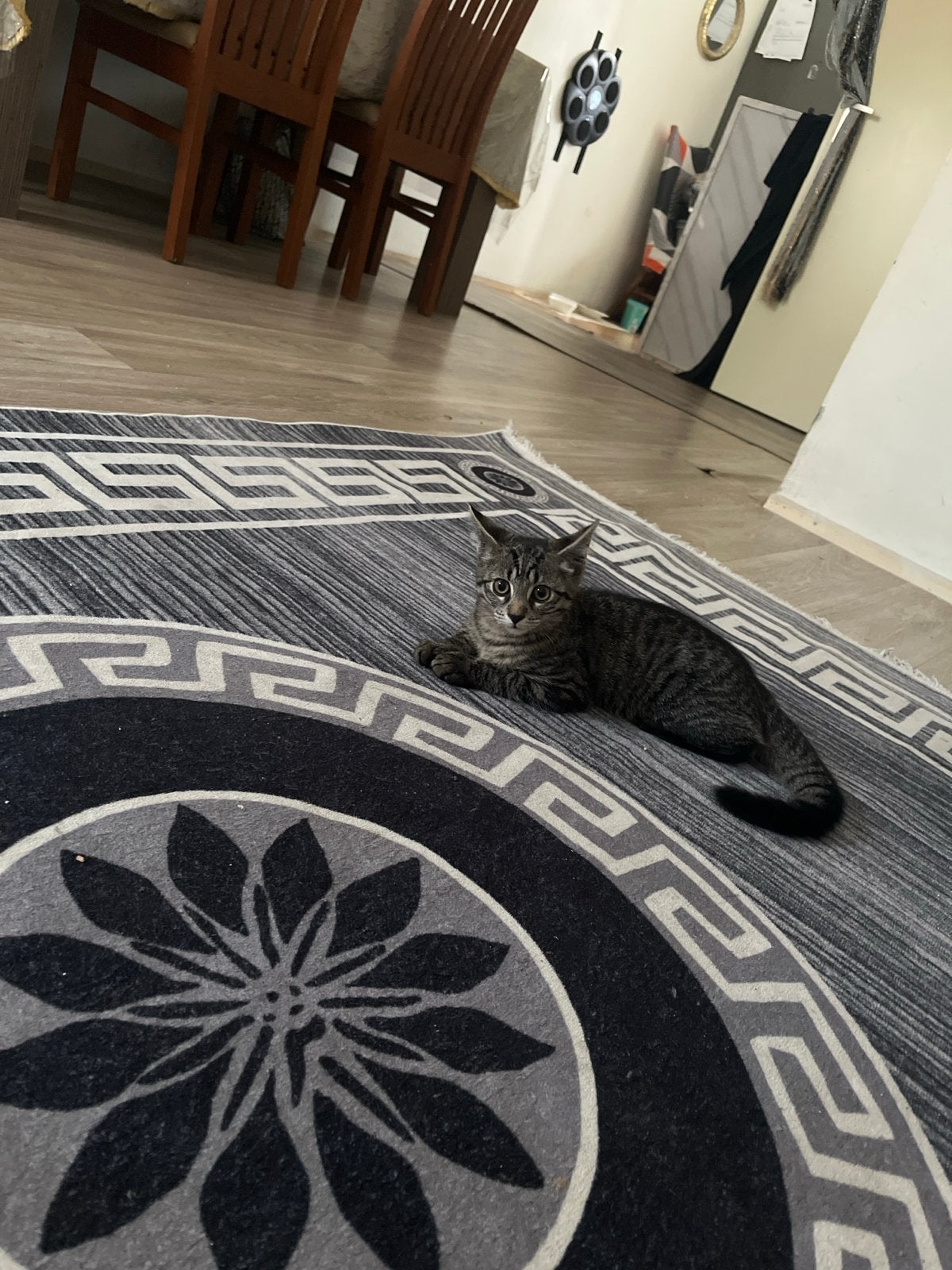 Gratis kitten