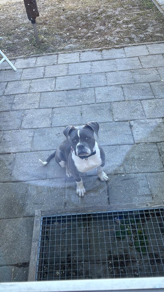 Anerikaanse bull, 15 weken tot 1 jaar, Teef, Parvo, Bulldog