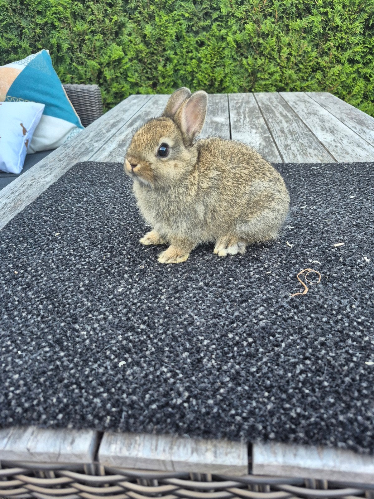Mooie kleurdwerg konijngrijs  rammentje, Dieren en Toebehoren, Mannelijk, Dwerg