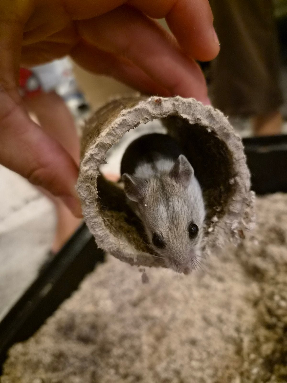 DwergHamster + hamsterkooi compleet, Juli, Mannelijk, Hamster