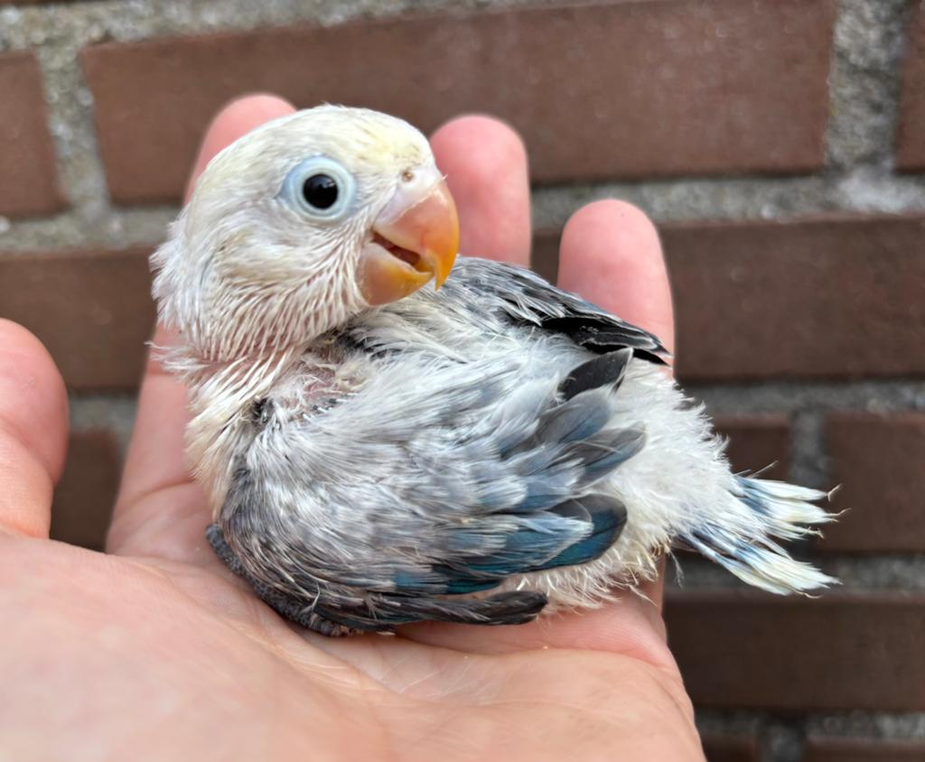 Jonge blauwe agapornis fischeri dwergpapegaaitjes, Dieren en Toebehoren, Vogels | Parkieten en Papegaaien, Geslacht onbekend, Dwergpapegaai of Agapornis