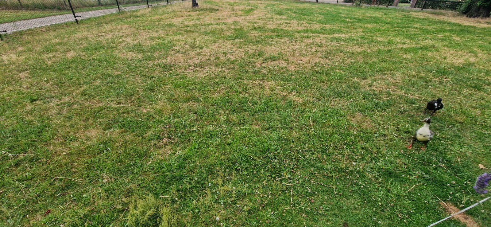 Hooi, Ophalen, Nieuw, 20 m² of meer, Gras