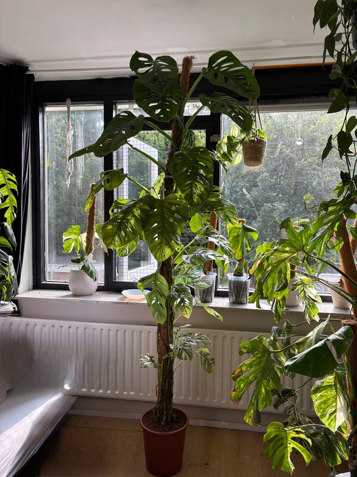 Xxl Monstera Adansonii op mosstok - Grote Kamerplant, Ophalen, Overige soorten, Halfschaduw, In pot
