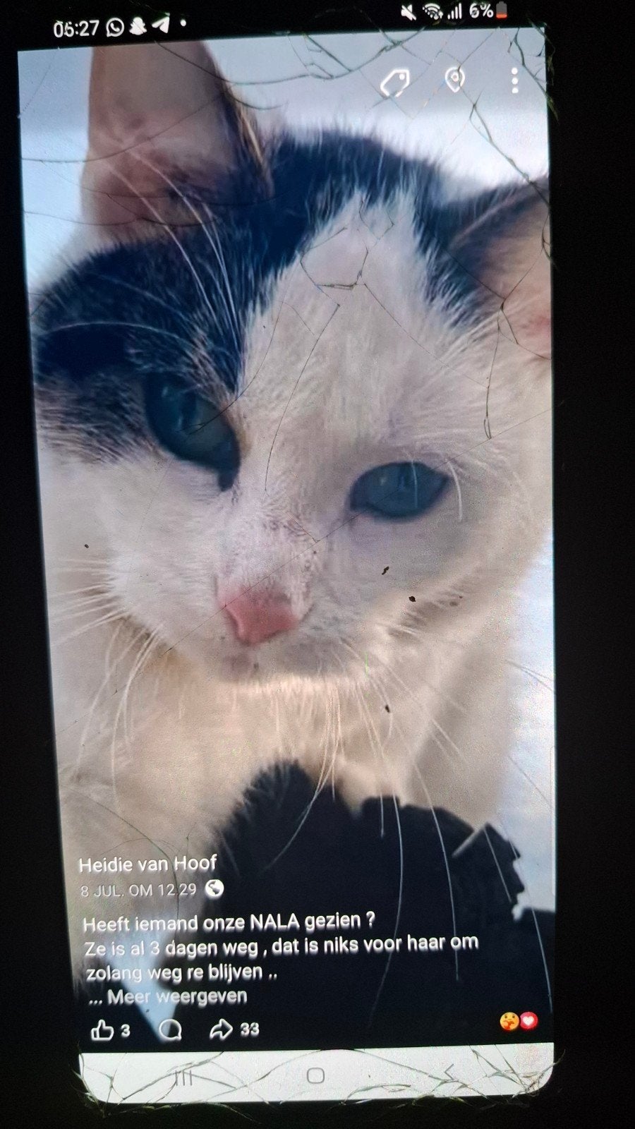 vermist onze lieve nala , sinds 8 juli, Kat