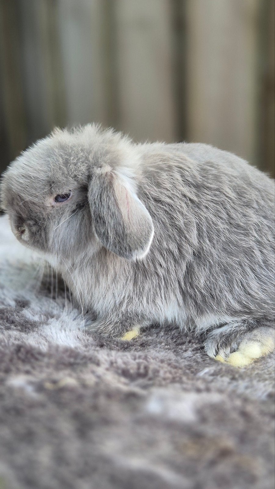 Minilop rammetje, Dieren en Toebehoren, Konijnen, Mannelijk, Dwerg