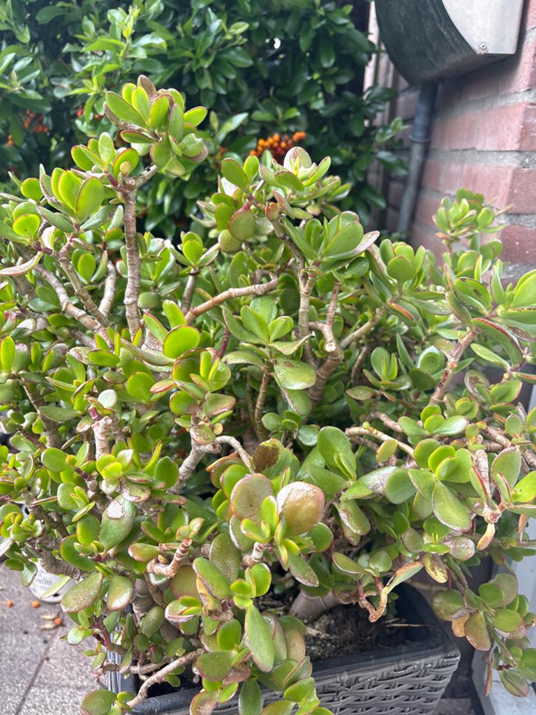 Geldboom (Crassula ovata) - Sterke en onderhoudsvriendelijke, Overige soorten, Volle zon, Vaste plant, Ophalen of Verzenden