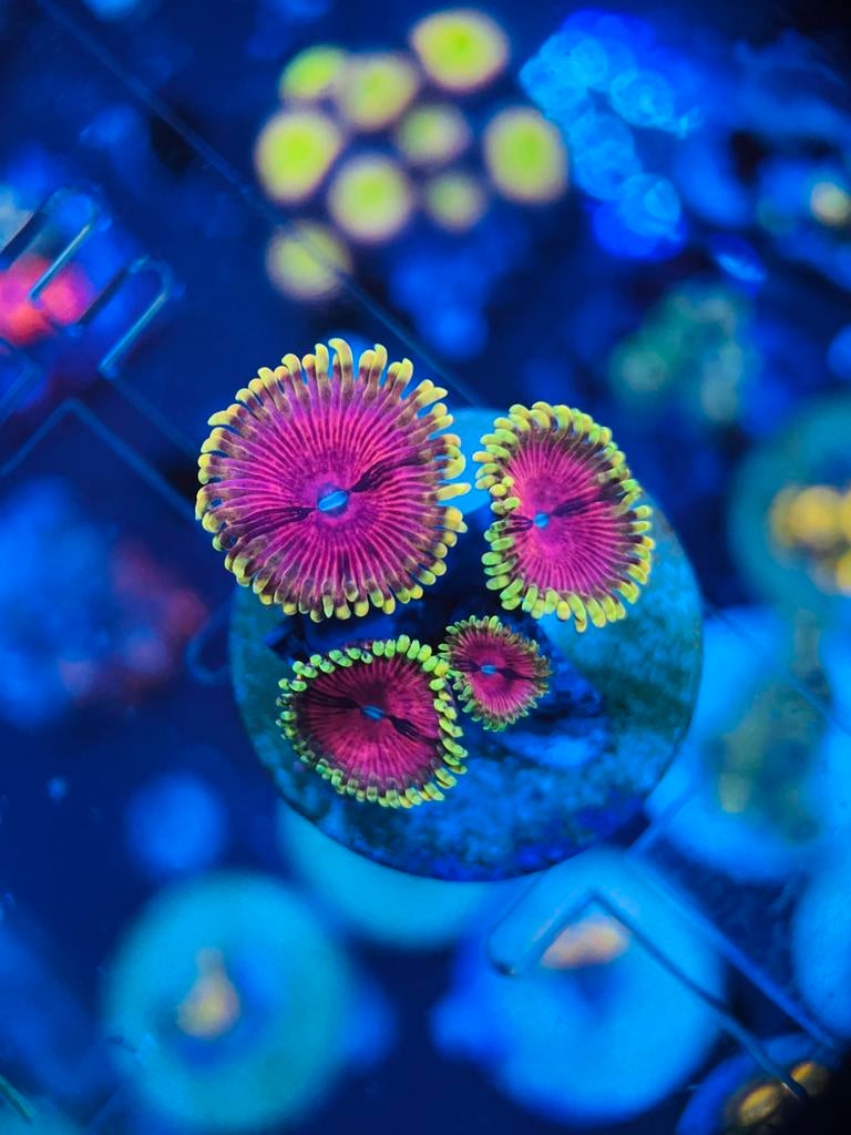 Zoanthus koraal stekken, Dieren en Toebehoren, Overige typen, Zoutwatervis