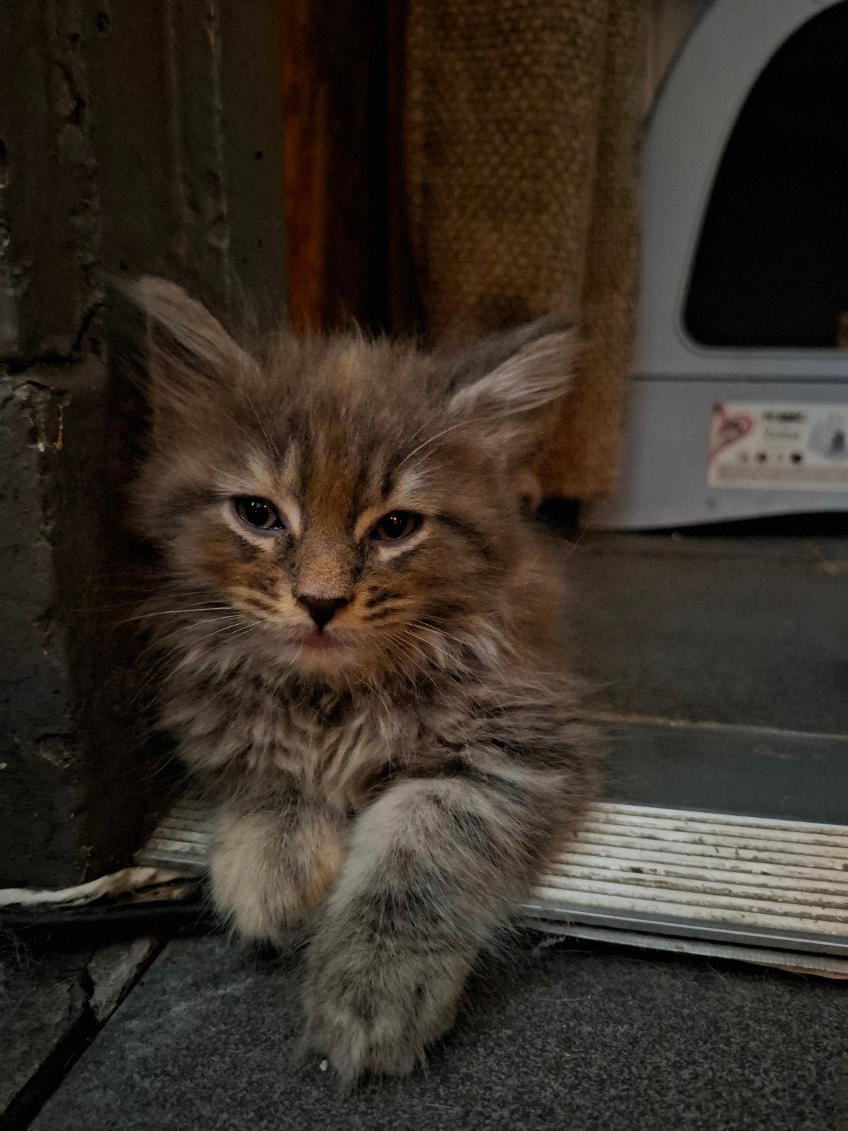 Xxl Maine Coon Kittens, Meerdere dieren, Ontwormd, 0 tot 2 jaar