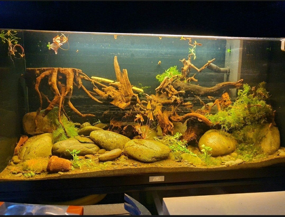 Juwel Primo 110 aquarium. Inclusief inrichting.
Zwarte river, Ophalen, Plant(en), Steen of Hout