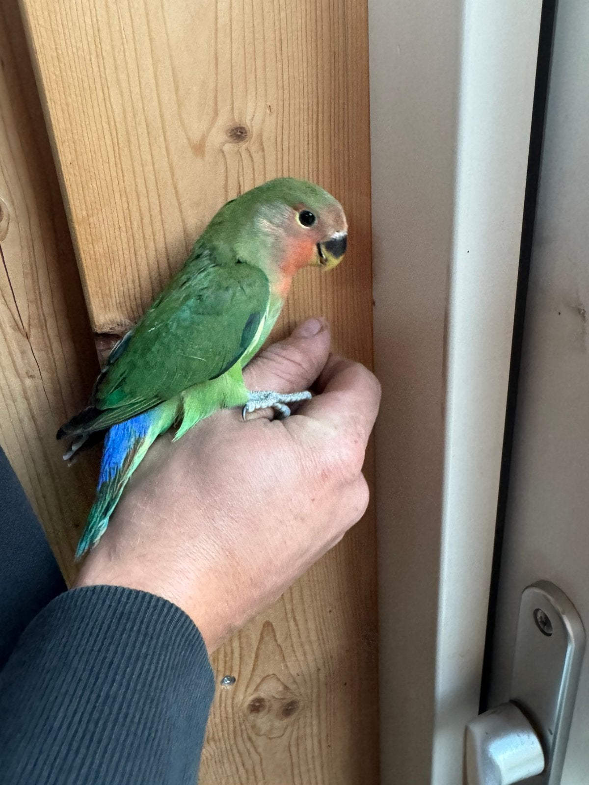Meerdere Jonge Agapornis roseicollie om tam te maken, Vrouwelijk, Dwergpapegaai of Agapornis, Tam