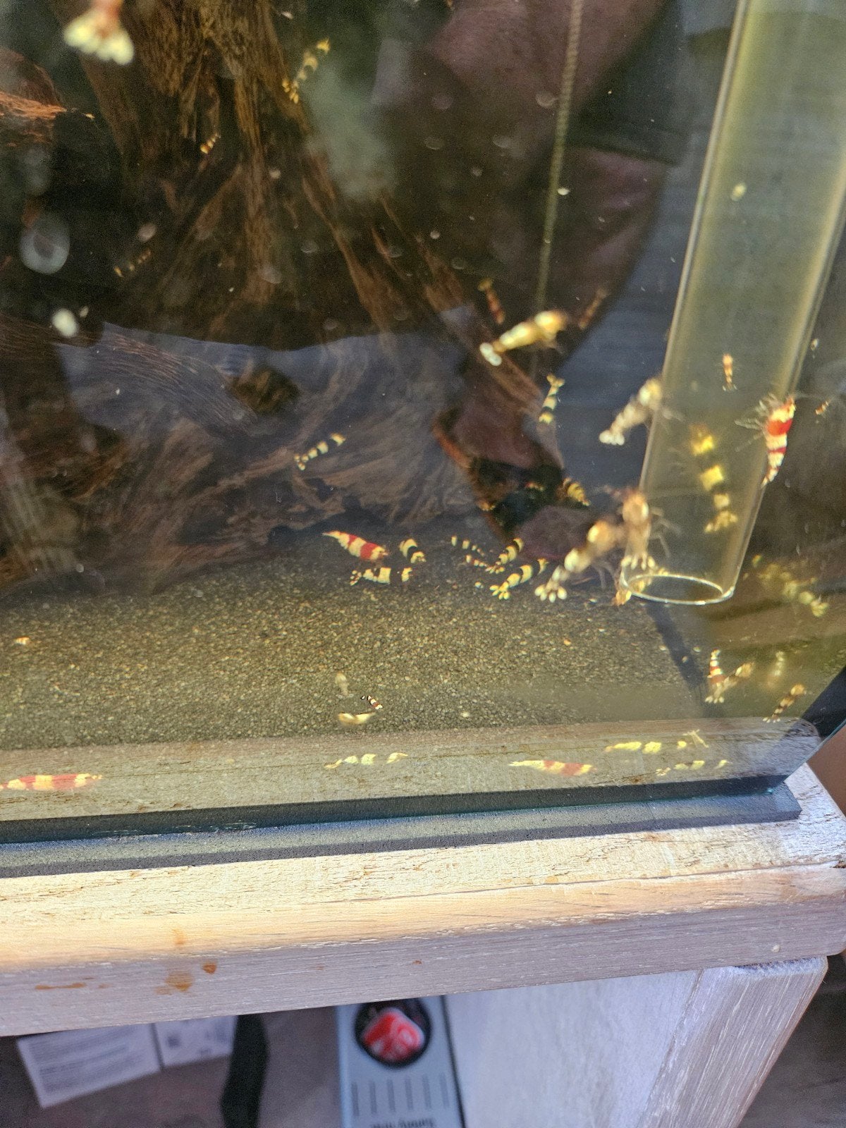 crystal black garnalen, Dieren en Toebehoren, Kreeft, Krab of Garnaal