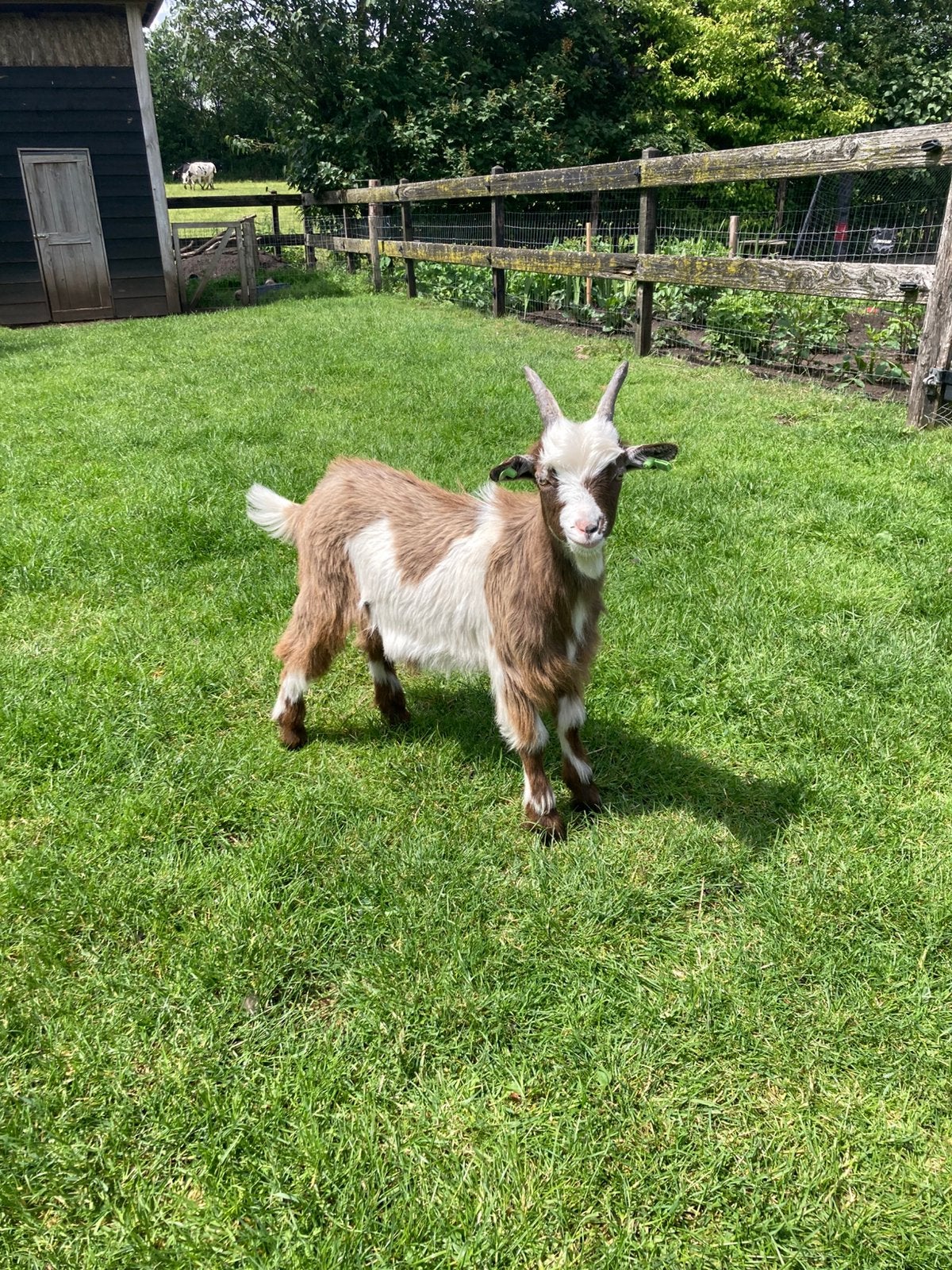 Landgeit bokje, Dieren en Toebehoren, Mannelijk, Geit, 0 tot 2 jaar