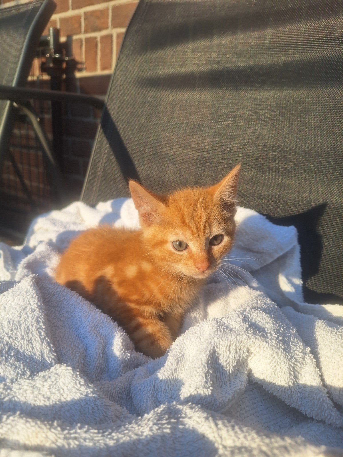 2 poesjes en 2 katers te koop, kittens, Dieren en Toebehoren, Katten en Kittens | Overige Katten, Meerdere dieren, Kortharig, 0 tot 2 jaar