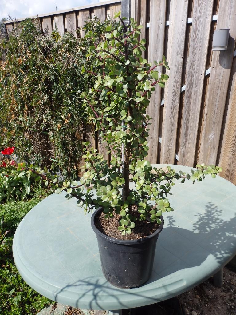 Te koop mooie grote Portulacaria, Huis en Inrichting, Kamerplanten, Ophalen, Vetplant, Halfschaduw, In pot