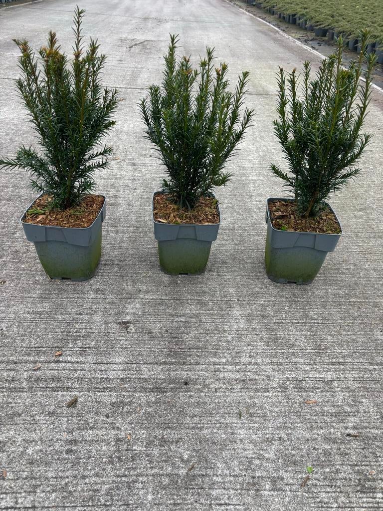50 Taxus media Groenland , haagplant 30-35 cm, potgekweekt, Vaste plant, Bloeit niet, Halfschaduw, Ophalen