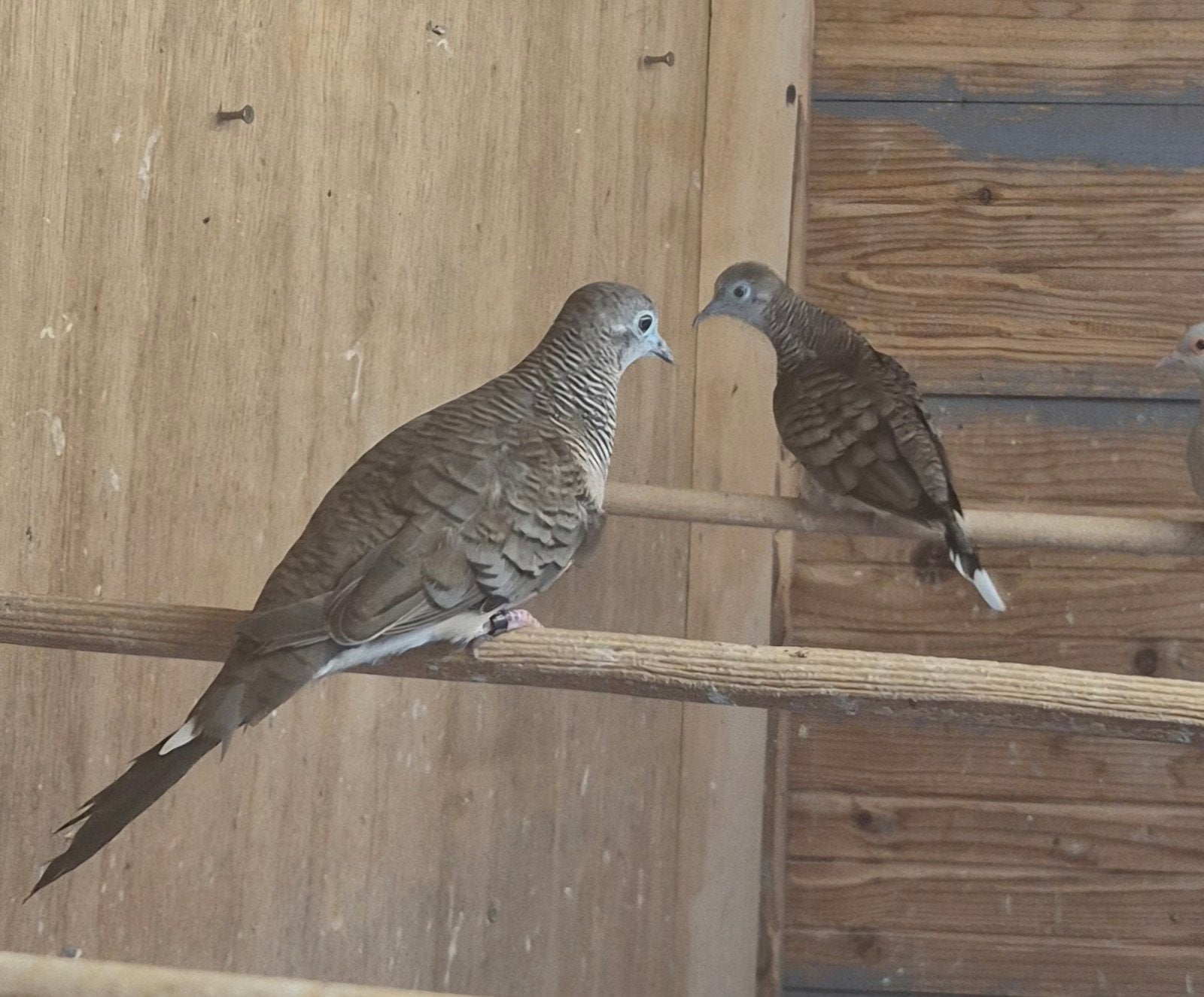 Vredesduifjes, Dieren en Toebehoren, Meerdere dieren