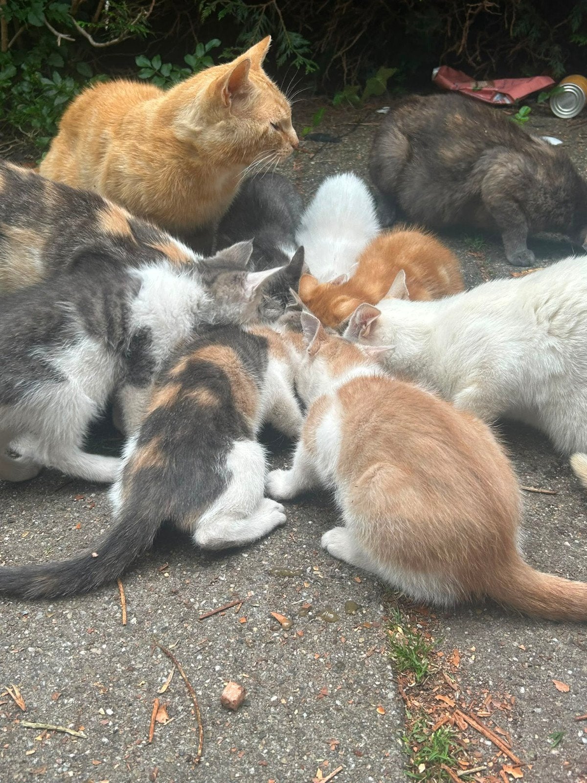 Kitten, Dieren en Toebehoren, Katten en Kittens | Overige Katten