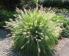 Pennisetum alopecuroides ‘Hameln’, Tuin en Terras, Ophalen, Vaste plant, Siergrassen, Halfschaduw