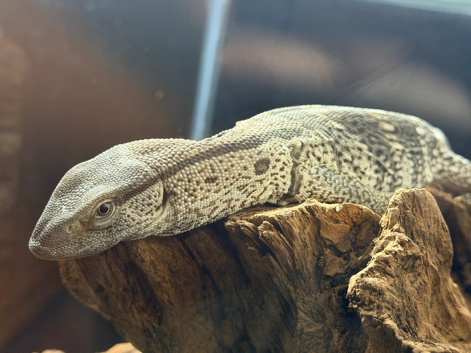 Varanus Albigularis/ Witkeelvaraan ong 1 jr oud., Dieren en Toebehoren, Hagedis, 0 tot 2 jaar