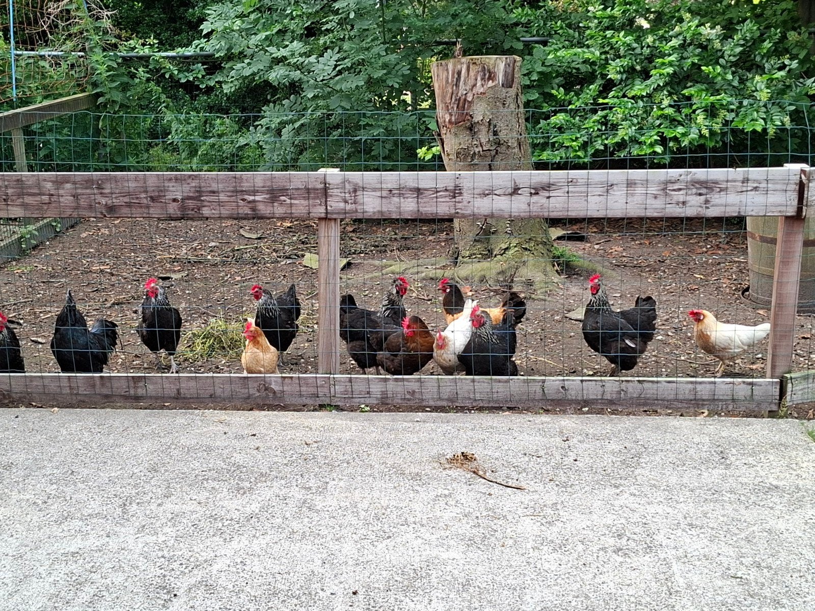 Kippenhouderij compleet, Dieren en Toebehoren, Pluimvee, Vrouwelijk, Overige soorten