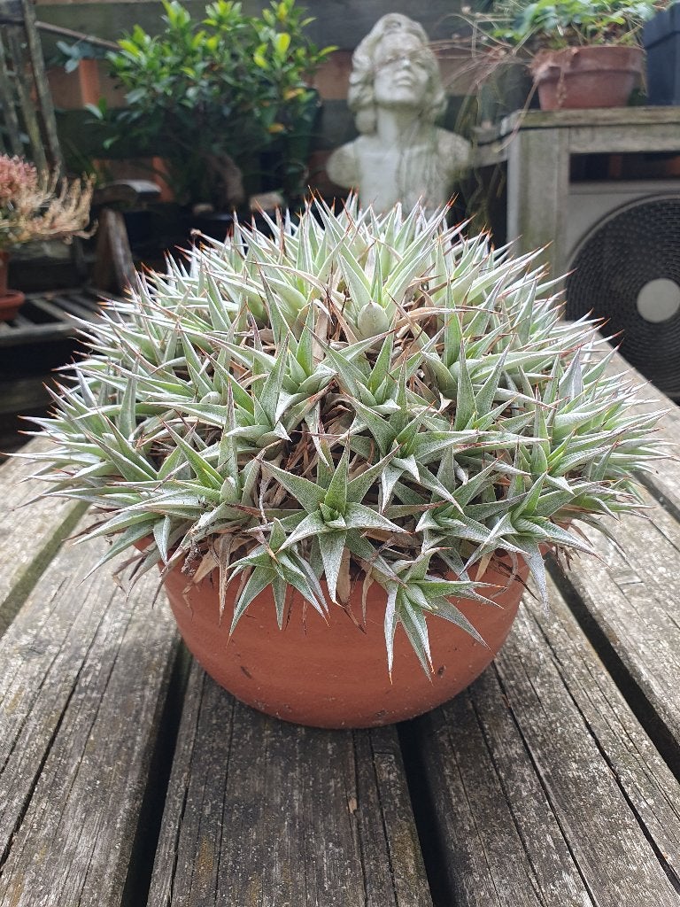 Abromeitiella lorenziana (winterharde Bromelia), Ophalen of Verzenden, Overige soorten, Volle zon