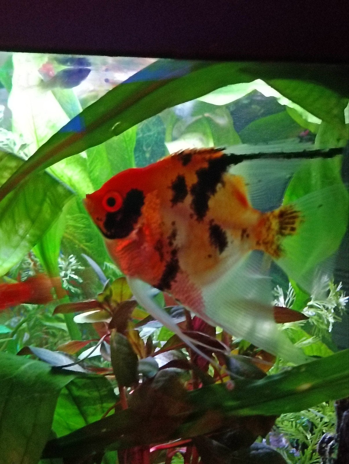 maanvis Red Devil, Vis, Zoetwatervis