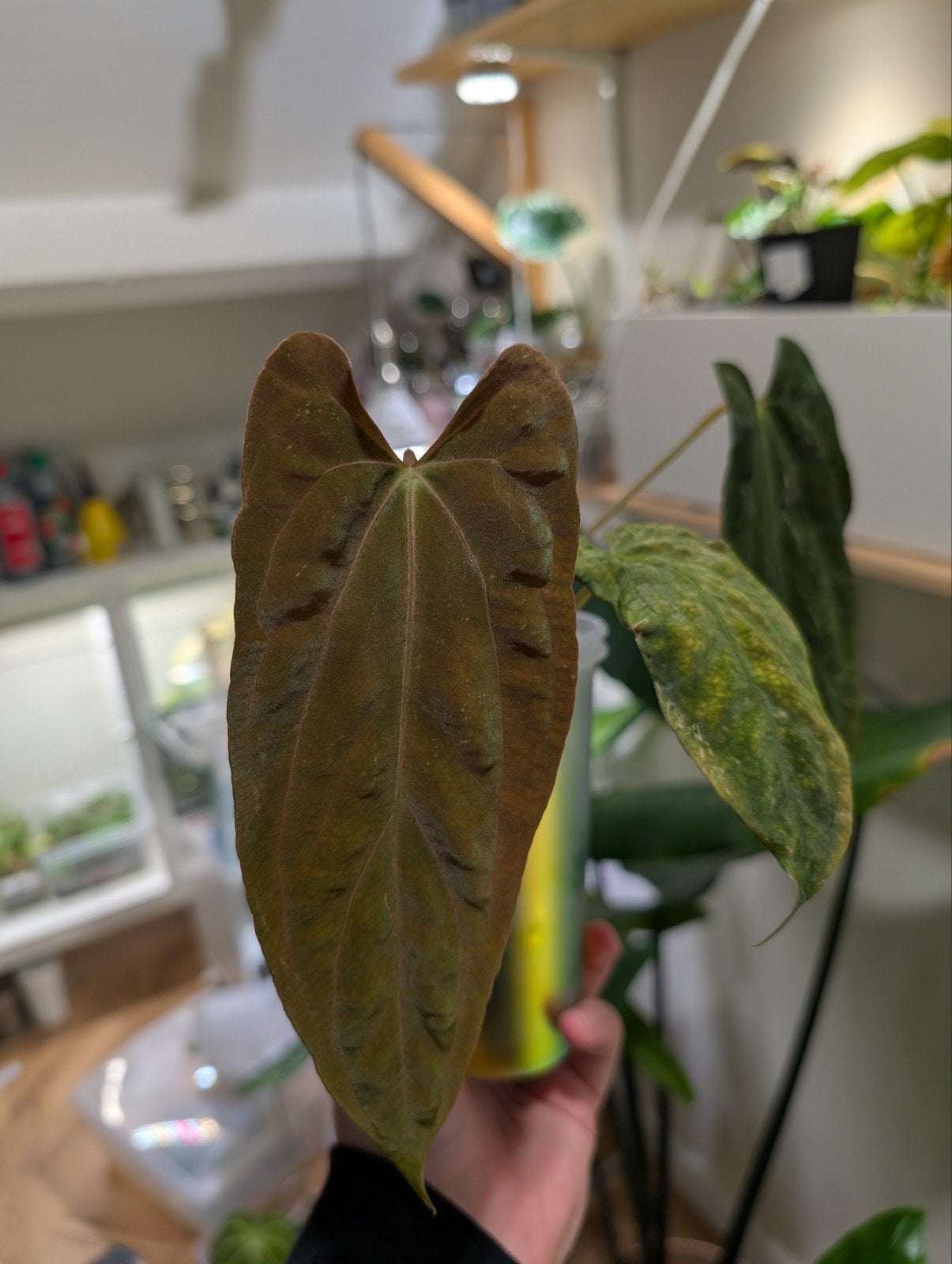 Anthurium Fort Sherman x self, Ophalen of Verzenden, Halfschaduw, Minder dan 100 cm