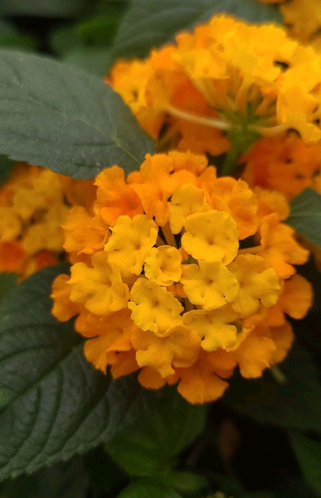 Texas Lantana 'Yellow/Orange' (Lantana urticoides), Ophalen of Verzenden, Zomer, Overige soorten, Volle zon