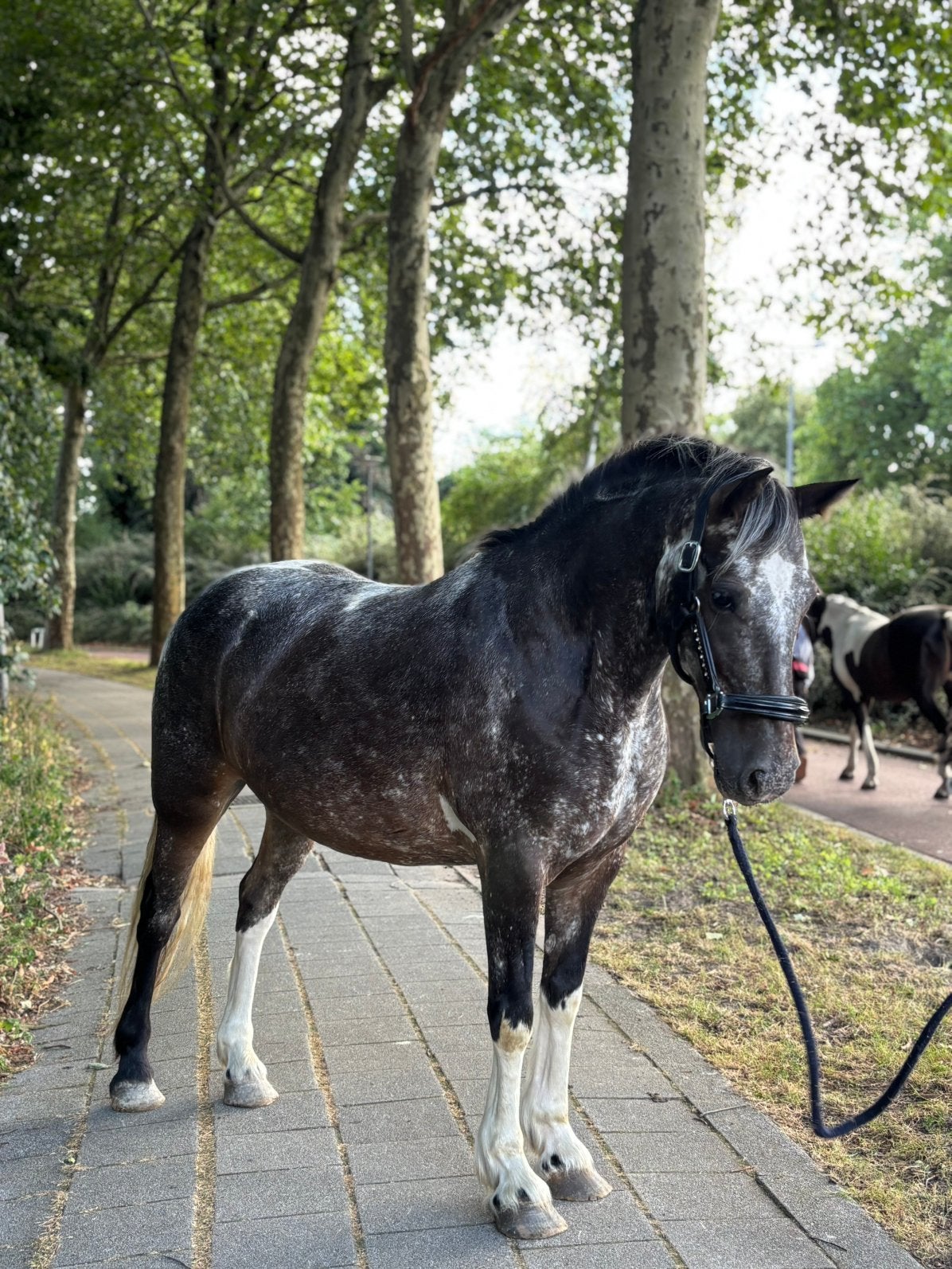 Guava – Bijzondere bonte merrie met een hart van goud, Dieren en Toebehoren, Paarden, Merrie, Minder dan 160 cm, B, Gechipt