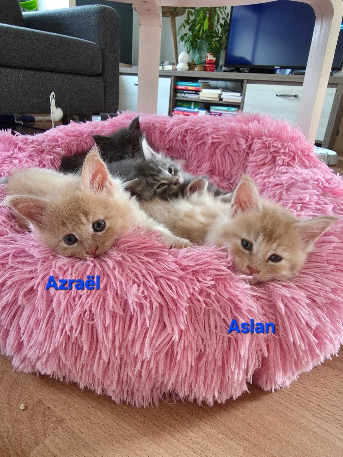 Lieve Maine Coon kittens kater, mogen direct verhuizen🐾🏡, Meerdere dieren, Gechipt