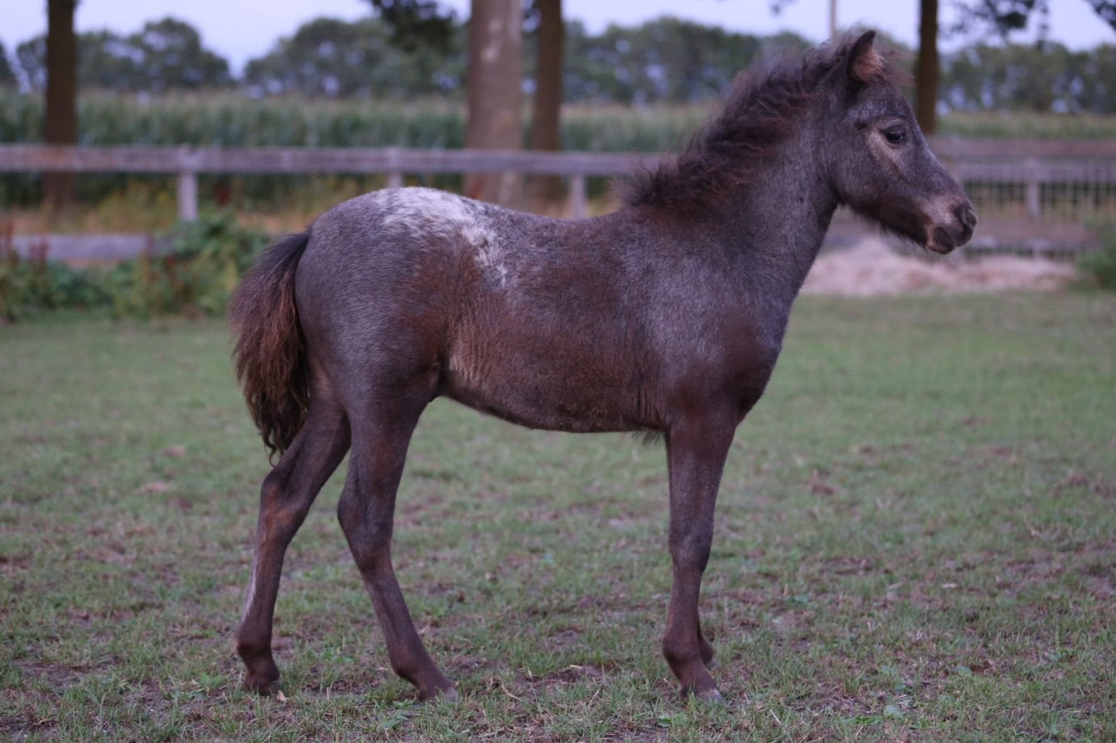 Luxe en lieve Appaloosa hengstveulens, Hengst, A pony (tot 1.17m), Ontwormd, 0 tot 2 jaar