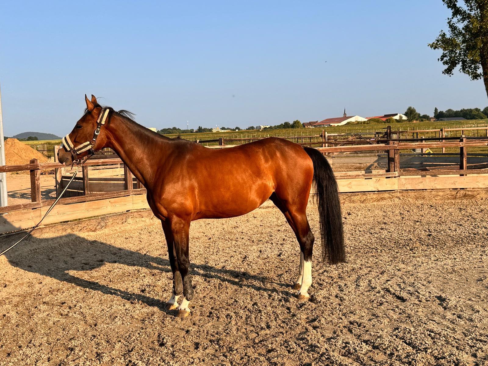 Te koop lieve merrie 11 jaar, Merrie, Recreatiepaard