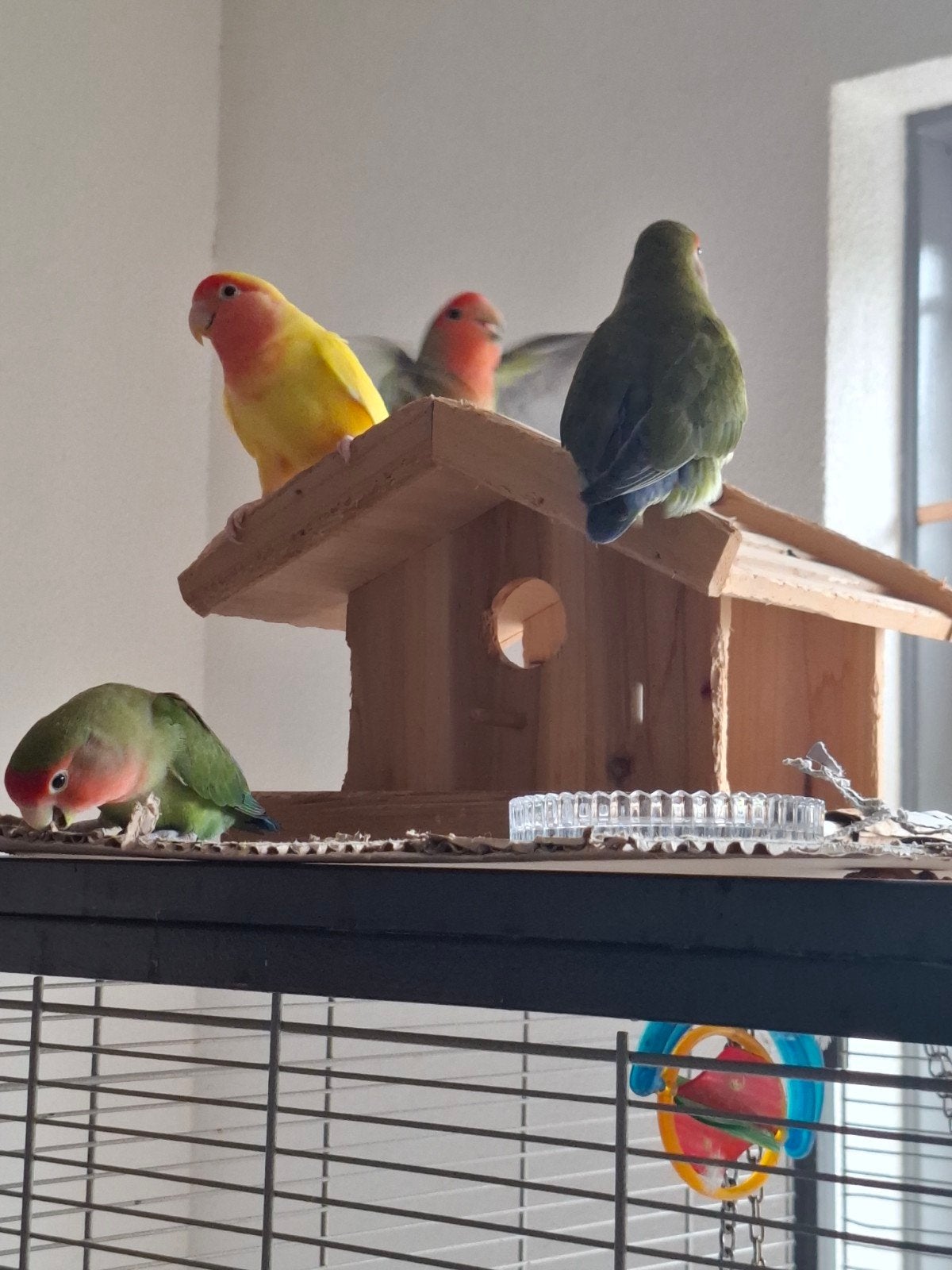 Vogelkooi met 5 vogels, Diversen, Overige Diversen, Gebruikt, Ophalen of Verzenden