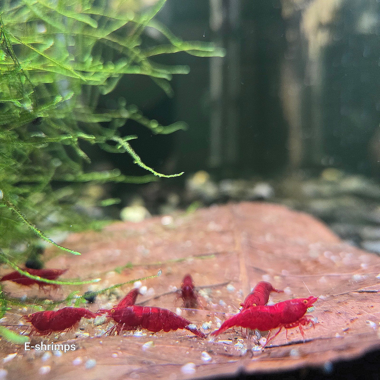 ☑️Rode | Bloody Mary OE Neocaridina-garnalen / high-grade, Dieren en Toebehoren, Vissen | Aquariumvissen, Kreeft, Krab of Garnaal